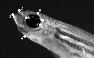 Digitized still image of a zebrafish feeding
