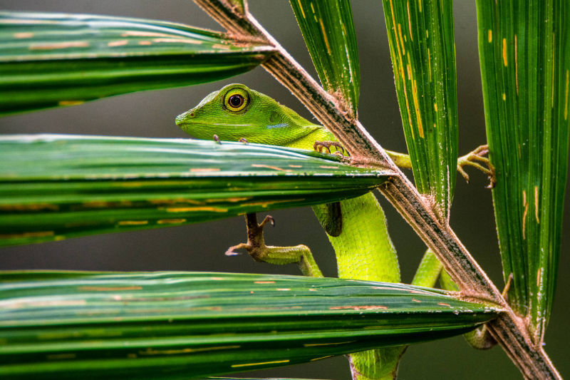 Lizard on a palm frond in Borneo